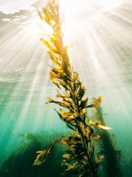 Eine Alge wiegt im Wasser. Von der Oberfläche scheint Sonnenlicht herein.
