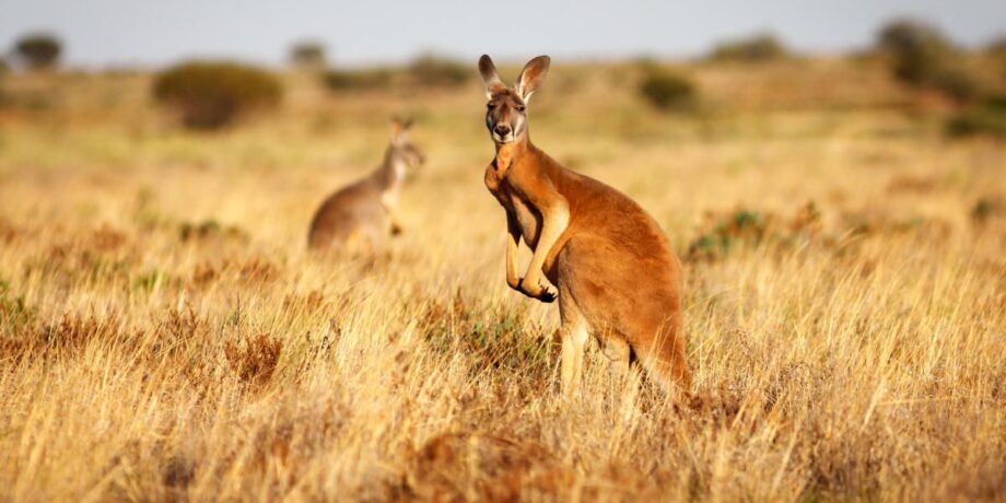 Kängurus im australischen Outback