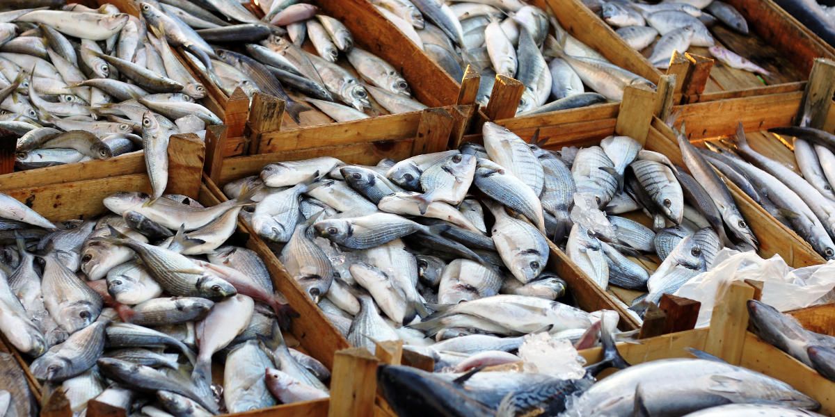 Kann man heute noch bedenkenlos Fisch essen? | #BeatYesterday