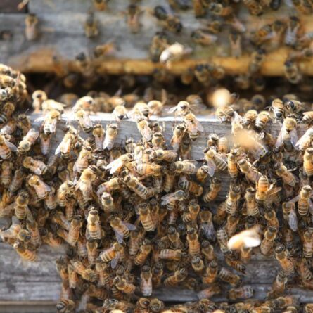 Bienen an einem Bienenstock aus Holz