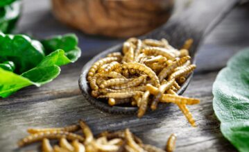 Essbare Insekten in einer Schale.