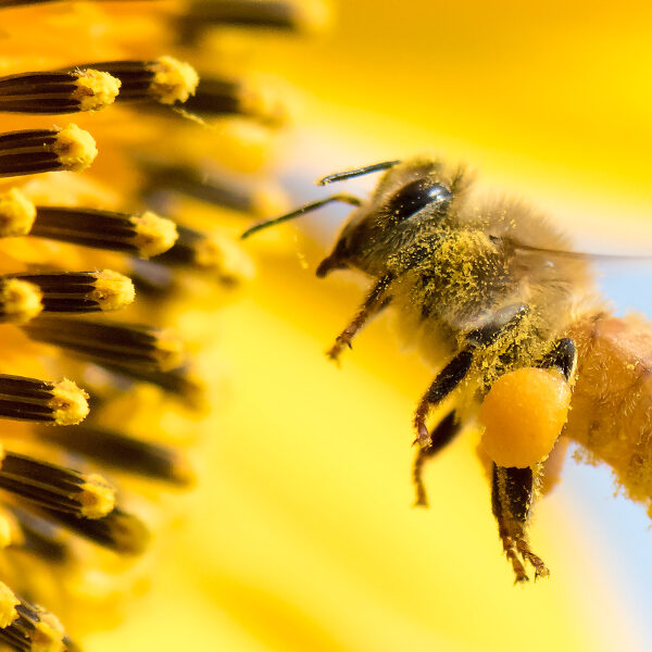 Du willst Lebensmittelvielfalt? Engagiere dich für Bienen!