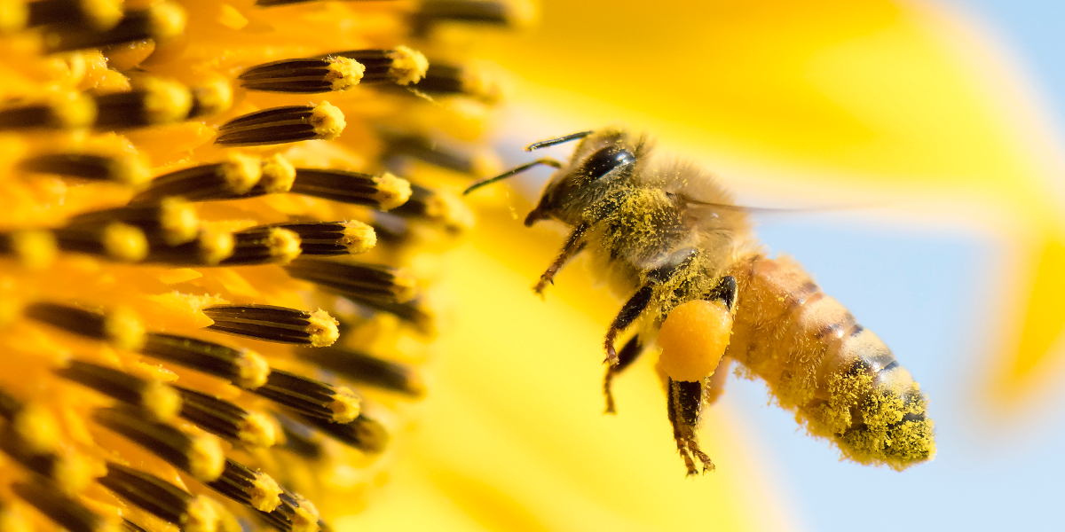 Du willst Lebensmittelvielfalt? Engagiere dich für Bienen!