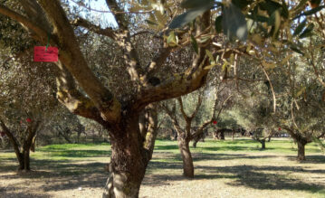 Olivenbäume auf einer Plantage auf Lesbos