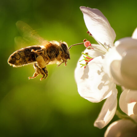 Biene sucht Nektar an einer Apfelblüte
