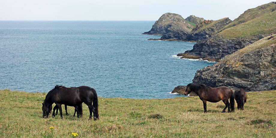 Ponys an der Küste Cornwalls