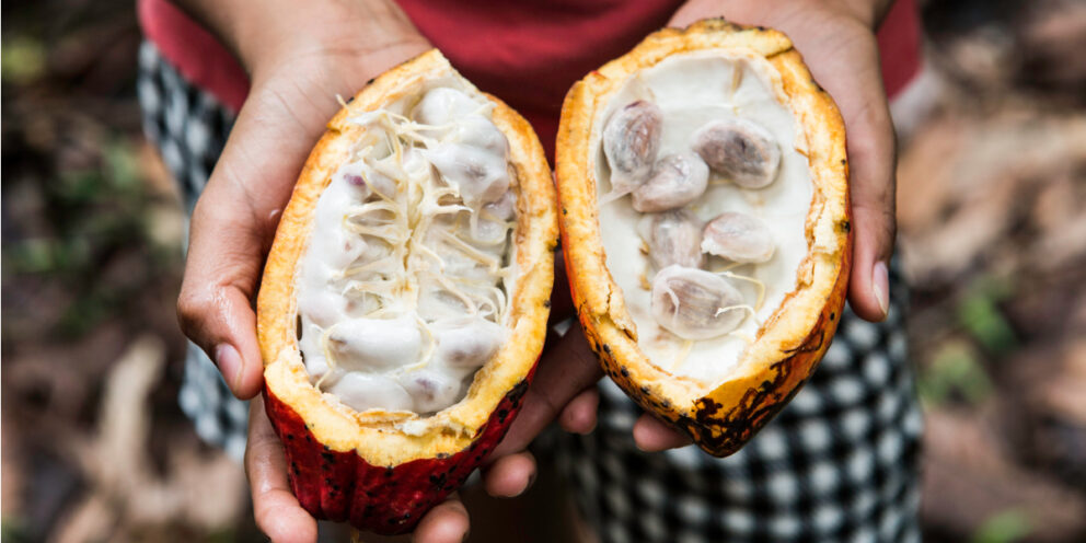 Kakaobohnen und Fruchtfleisch einer geöffneten Kakaoschote