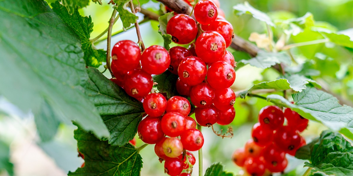 Johannisbeere vs. Goji-Beere: Jetzt gibts Saures!