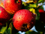 Rote Äpfel am Apfelbaum