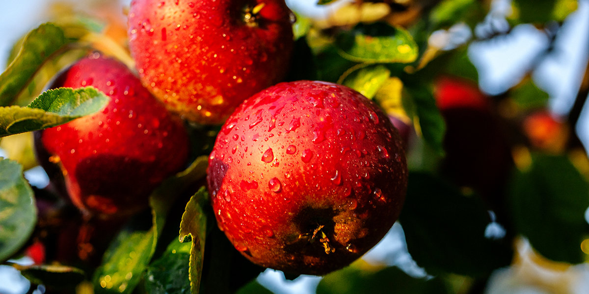 Apfel vs. Pomelo: Vitamin-C-Power