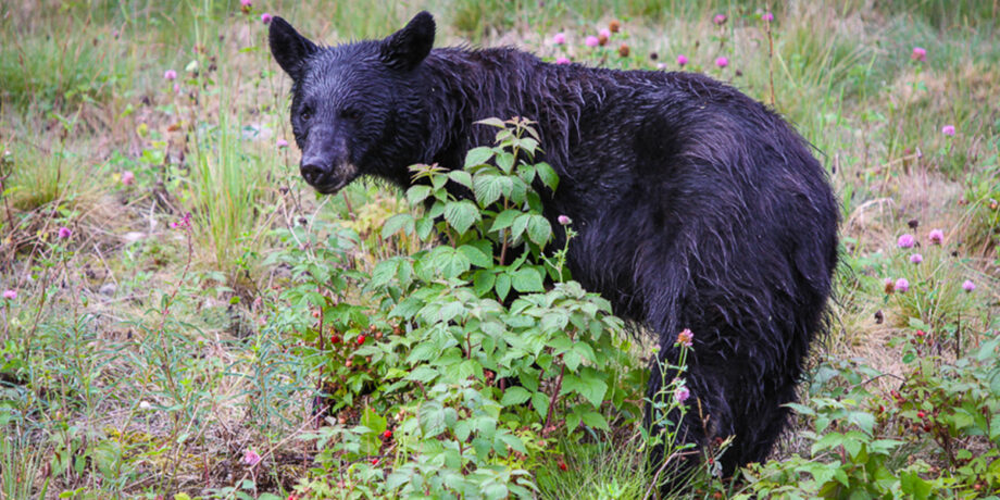 Ein junger Bär hinter einem kleinen Busch mit Beeren.