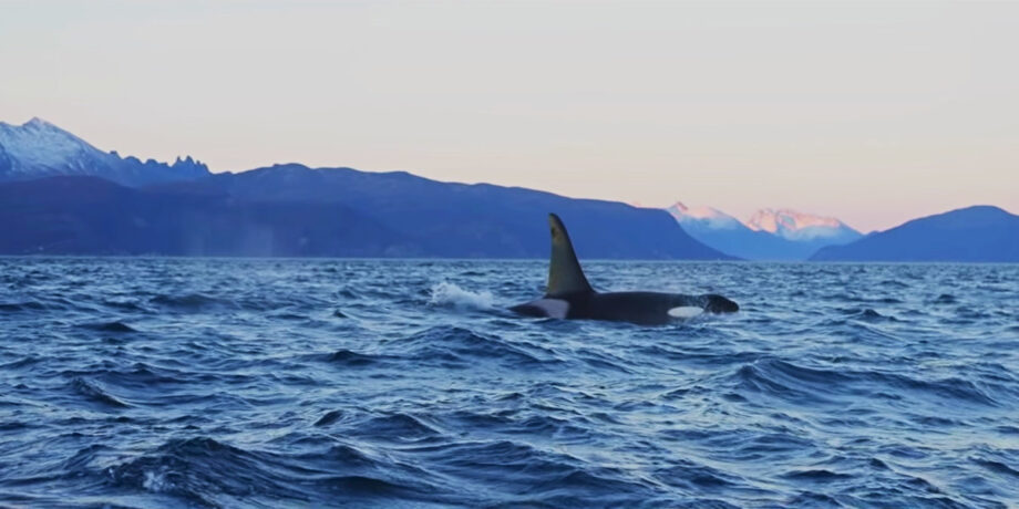 Orca in den Fjorden Norwegens