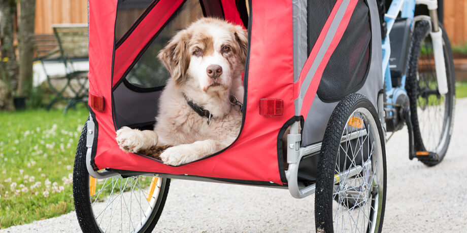 Hund liegt bei einer Radtour entspannt im Anhänger