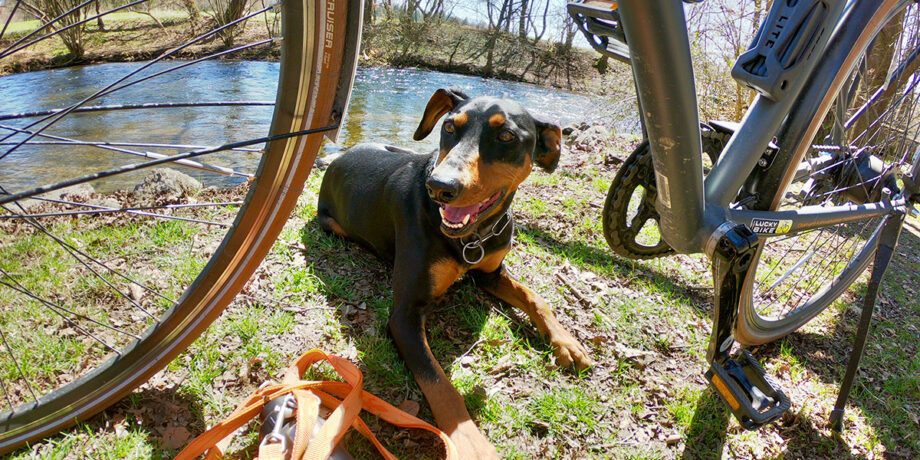 Hund macht bei einer Radtour eine Pause am Fluss