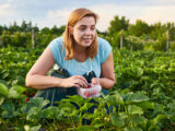 Frau hilft bei der Ernte und pflückt Erdbeeren auf einem Feld