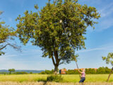 Ein Pensionär angelt im hessischen Korbach eine Birne vom Baum