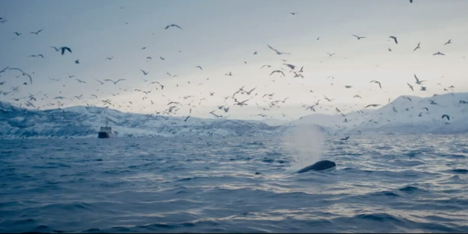 Ein Wal taucht im Meer auf neben vielen Möven