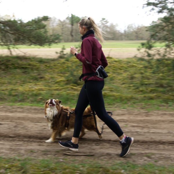 Joggen mit Hund: So klappt das Training zu zweit