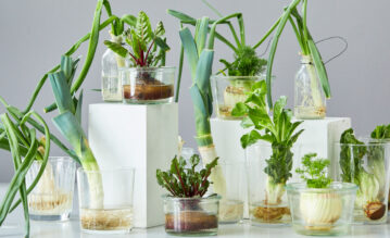 Lauch, Rote Beete, Fenchel, Salat und Frühlingszwiebeln stehen im Wasserbehälter damit sie nachwachsen