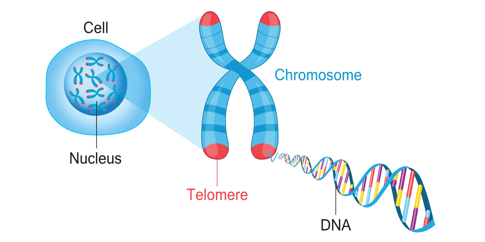 Telomere Infografik
