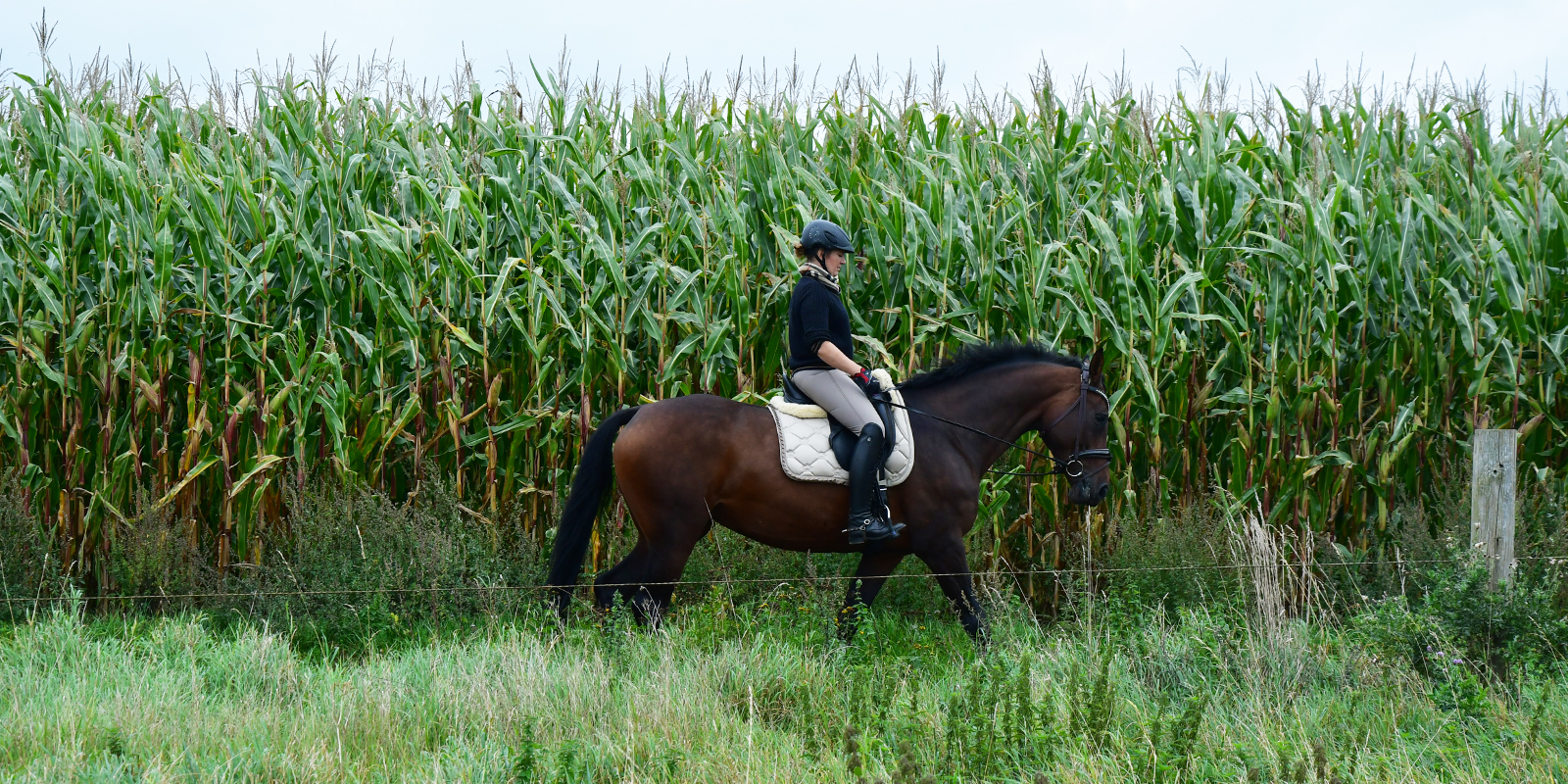 Frau reitet auf ihrem Pferd entlang eines Maisfeldes