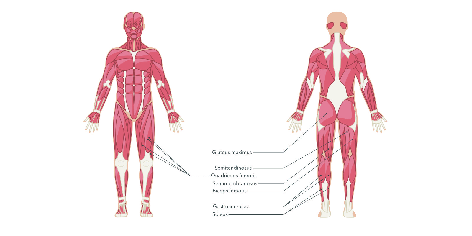 Muskeln, die für die Sprungkraft zuständig sind. Infografik