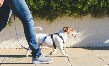 Frau geht mit Hund spazieren um Schritte zu sammeln