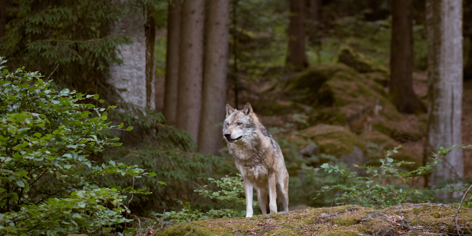 Wolf steht im Wald in Deutschland