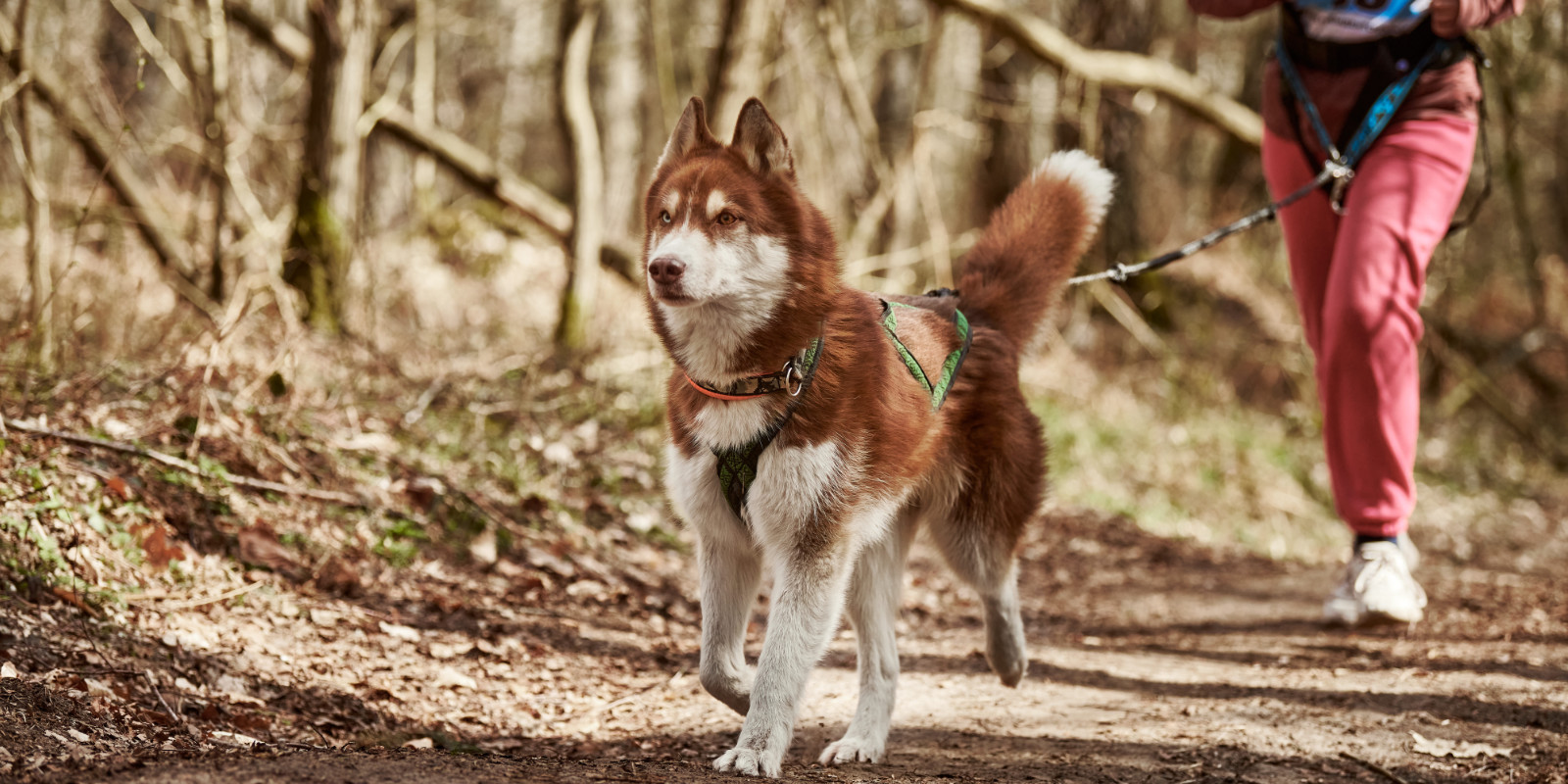 Canicross: Was du beim Geländelauf mit deinem Hund beachten musst