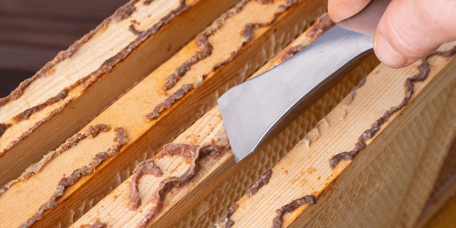 Ein Imker schabt Propolis von Bienenwaben ab.