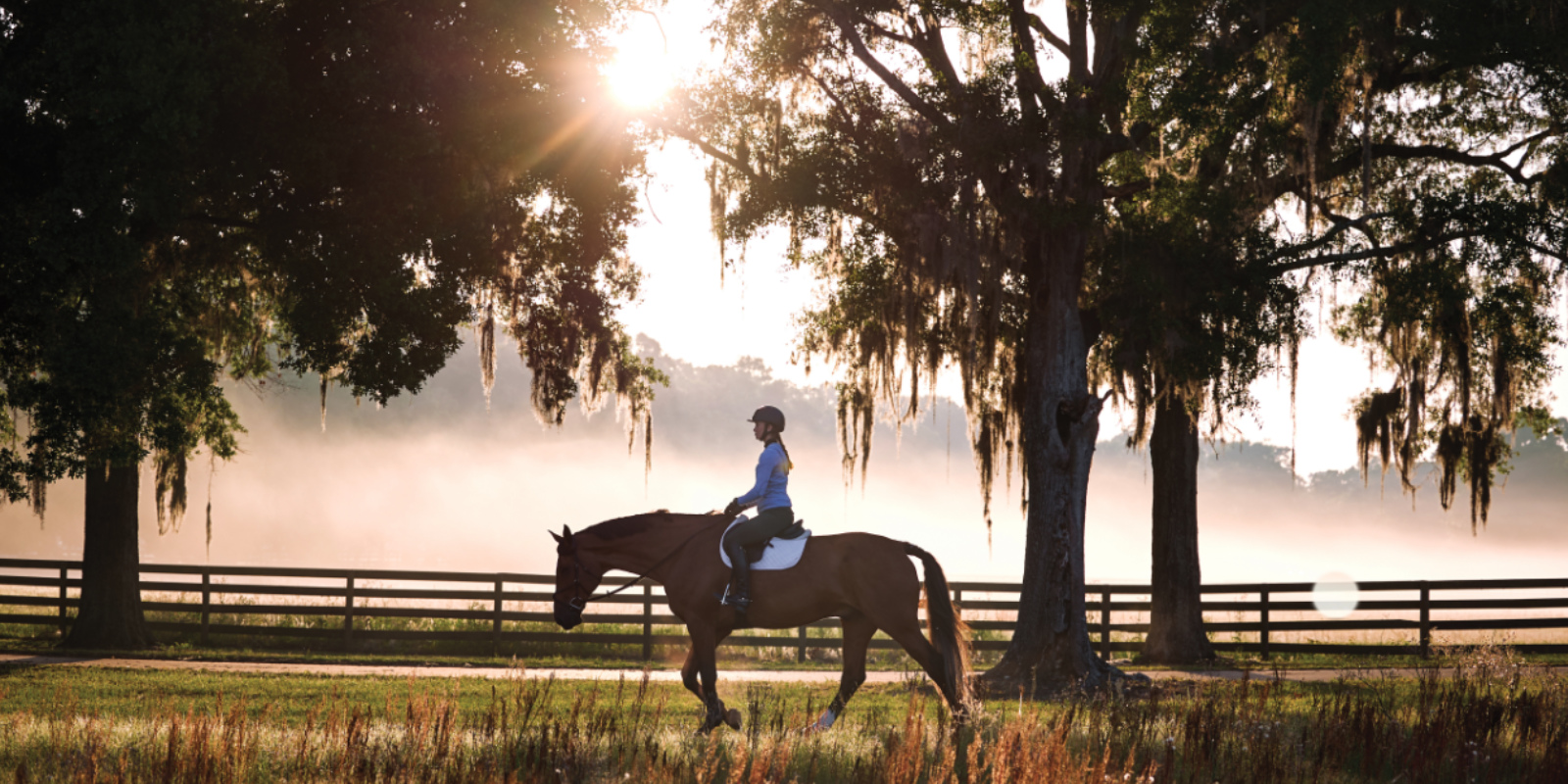 Blaze: Der Sensor, der Pferden eine Stimme gibt
